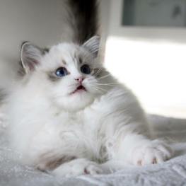 35151633_722398541446751_295144414504812544_n