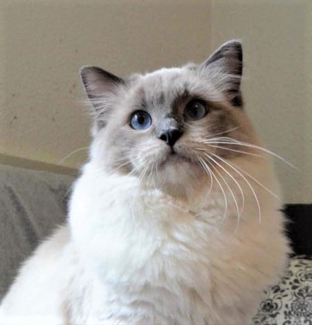 40802730_805062563180348_2624210449326931968_n - kopia