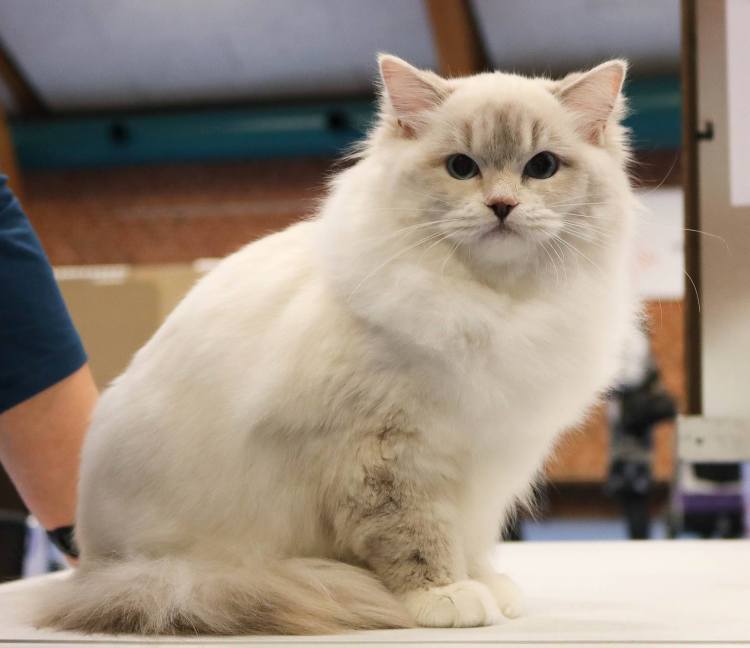 47430867_507558896415292_8360252136285536256_n