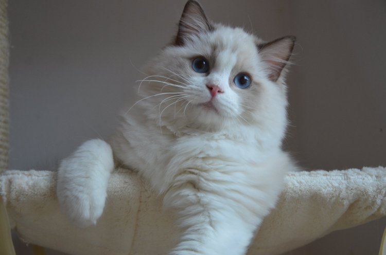 83170293_1368672270152705_1193721610859708416_o